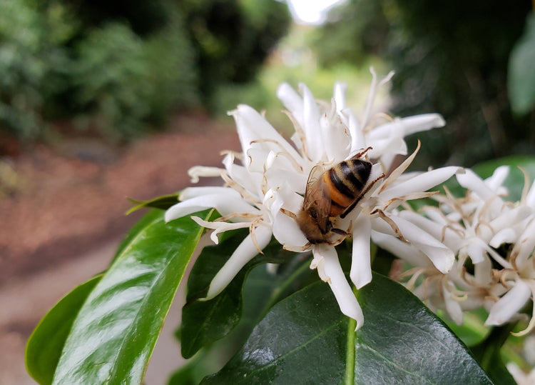 FREE Raw Hawaiian Honey Sample | 2 oz