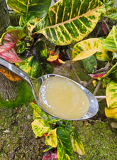 FREE Raw Hawaiian Honey Sample | 2 oz