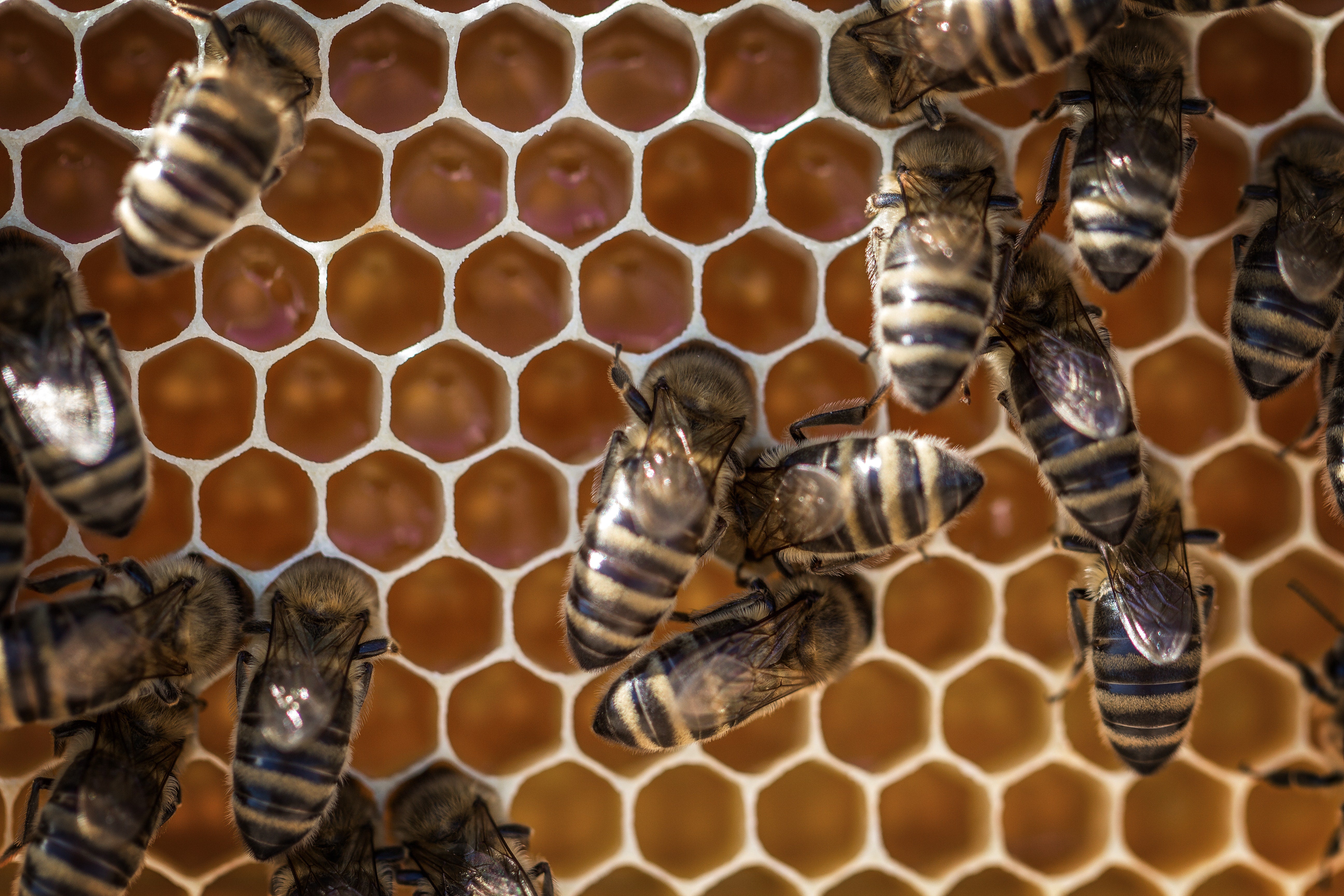 Hawaiian Honey Bees and what they make