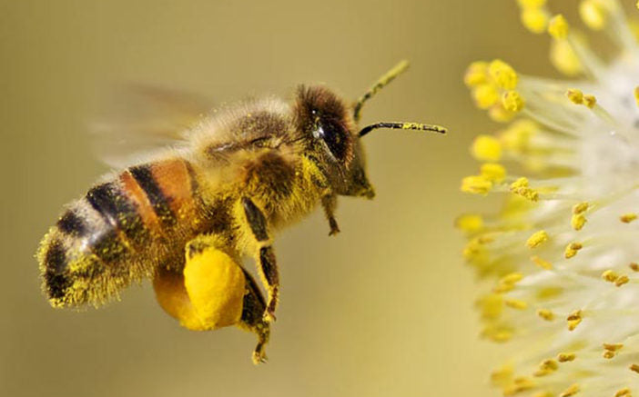 Fascinating Facts About Bees