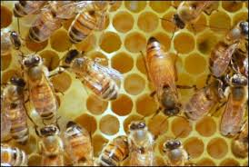 Genetic Race of Honey Bees